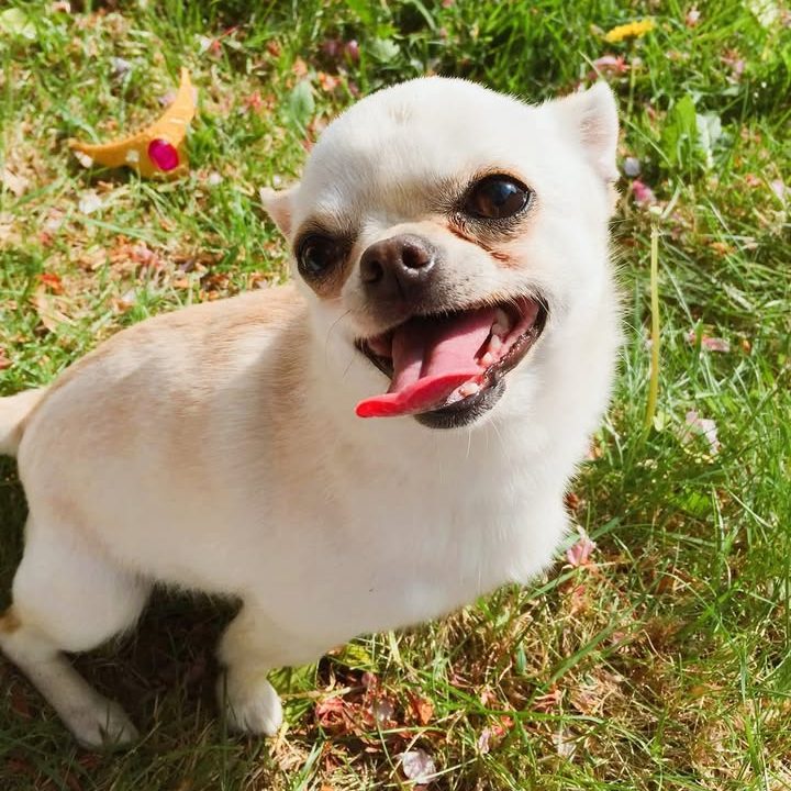 A small white chihuahua stands on grass in a sunny garden, mouth open and tongue out in a big happy smile, looking directly at the camera