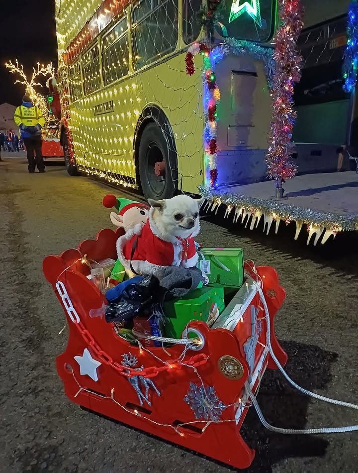 A small white chihuahua in a Santa costume sitting in a red illuminated sleigh at a Christmas parade