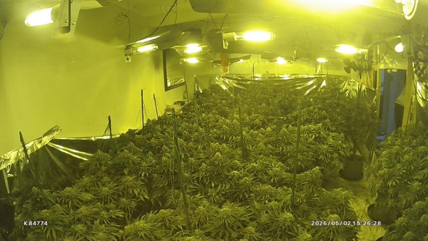 Rows of cannabis plants under grow lights inside a property on Middleton Street in Briton Ferry, seized by South Wales Police following a community tip-off