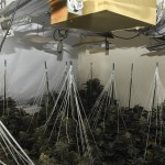 The interior of a cannabis cultivation room showing rows of cannabis plants under grow lights with white string supports, at an address in Gorseinon raided by South Wales Police