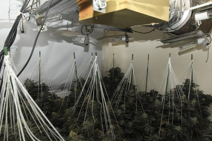 The interior of a cannabis cultivation room showing rows of cannabis plants under grow lights with white string supports, at an address in Gorseinon raided by South Wales Police