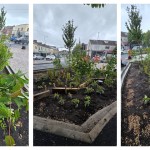 New rain gardens are being installed at Phillips Parade and Rodney Street in Swansea's Sandfields area — the latest phase of a scheme that has already transformed streets around St Helen's Primary School and is part of a wider Active Travel programme across the city.