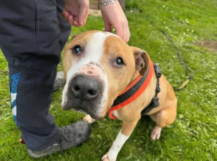 Nine-year-old Staffordshire bull terrier Reggie is looking for a new home after his owner passed away.
(Image: RSPCA)