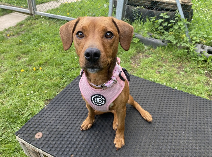 Lady - based at RSPCA’s Newport centre - is a gentle and sensitive Patterdale terrier crossbreed who is looking for a calm, understanding home where she can truly blossom.