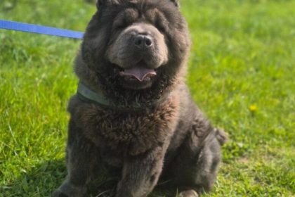 Bear is a two-year-old Chow Chow at the RSPCA's Llys Nini shelter in Penllergaer (Image: RSPCA)