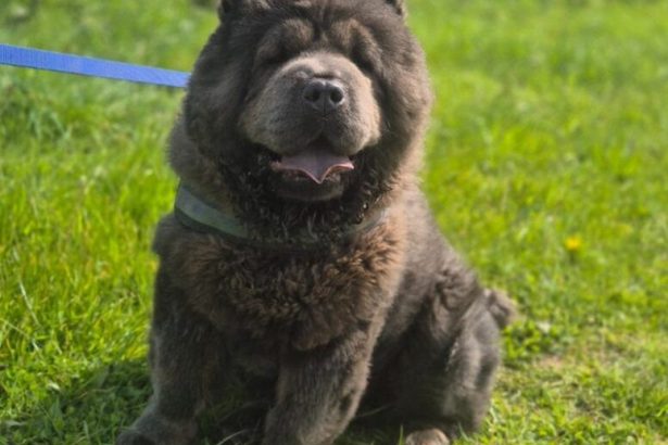 Bear is a two-year-old Chow Chow at the RSPCA's Llys Nini shelter in Penllergaer (Image: RSPCA)