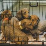 Several young puppies huddled together in a metal crate lined with a blanket