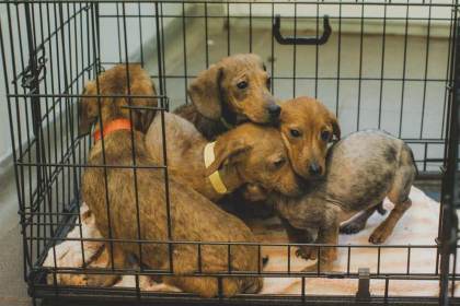 Several young puppies huddled together in a metal crate lined with a blanket
