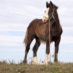 A tethered horse (Image: RSPCA)