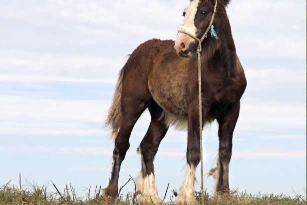 A tethered horse (Image: RSPCA)