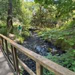 Brockhole Stream running through Clyne Gardens