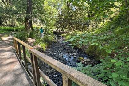 Brockhole Stream running through Clyne Gardens