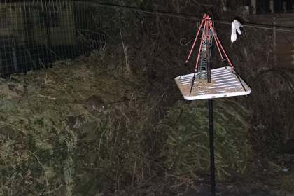 A rat on the ground beside a raised bird feeder in a garden at night, with a fence behind.