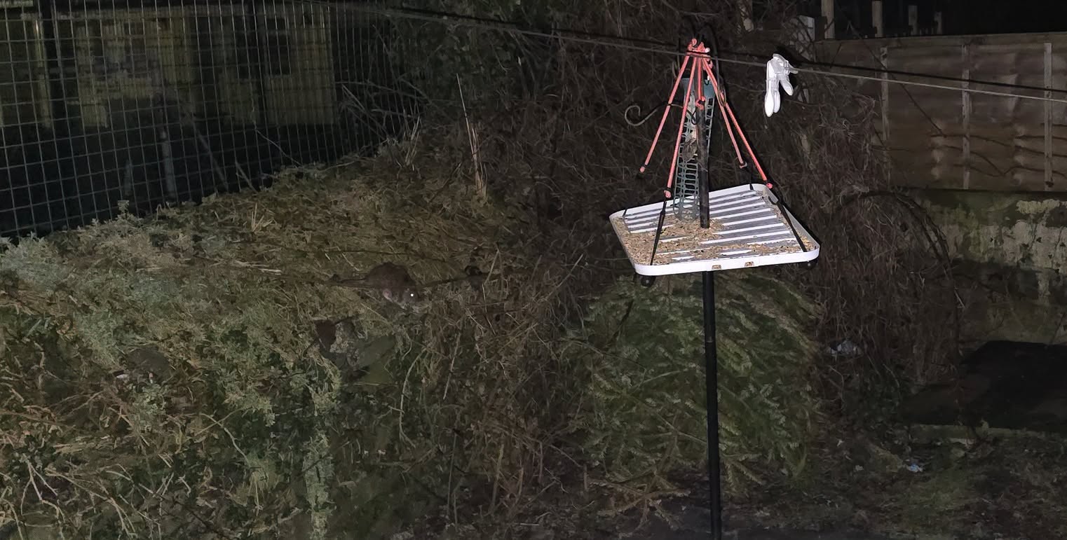 A rat on the ground beside a raised bird feeder in a garden at night, with a fence behind.