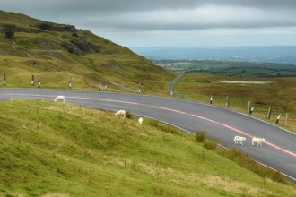 A winding stretch of the A4069 Black Mountain road with sheep beside the carriageway and views across the Tywi Valley.