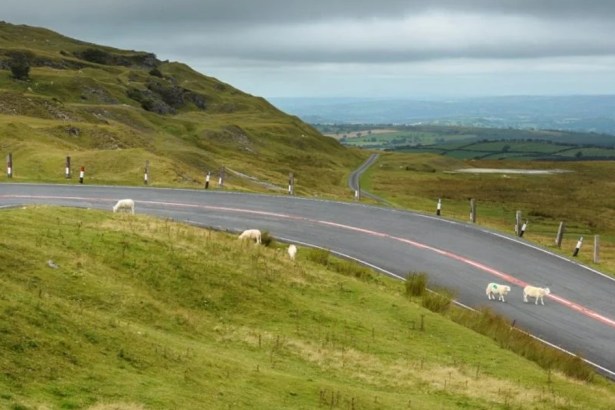A winding stretch of the A4069 Black Mountain road with sheep beside the carriageway and views across the Tywi Valley.