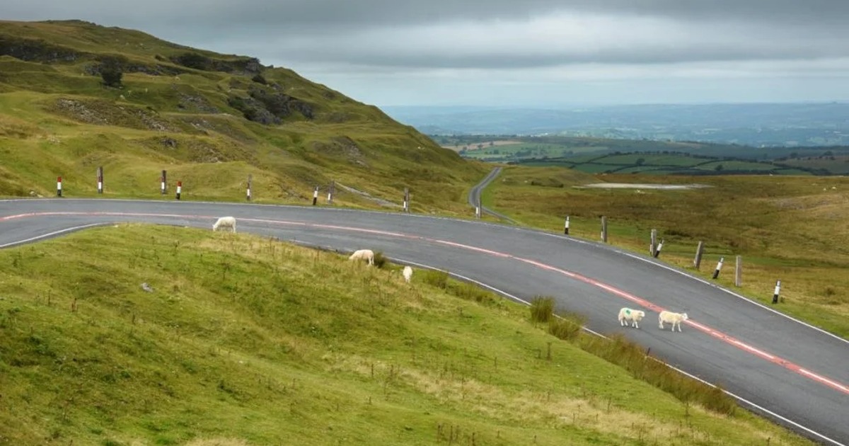 A winding stretch of the A4069 Black Mountain road with sheep beside the carriageway and views across the Tywi Valley.