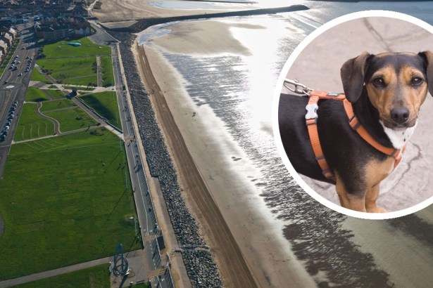 An aerial view of Aberavon promenade, beach and parkland, with an inset photo of a small dog on a lead.