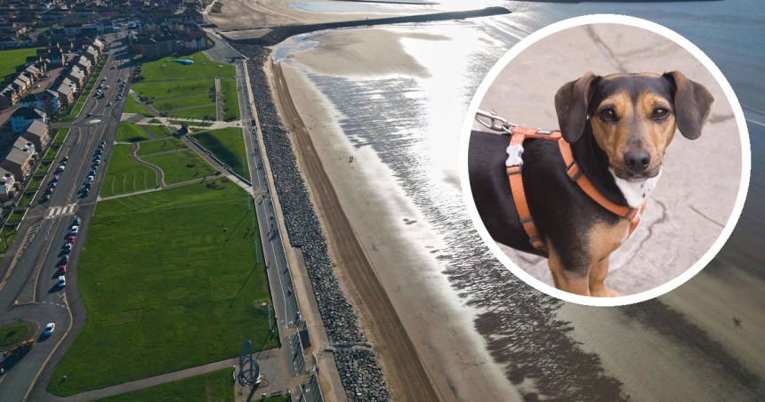 An aerial view of Aberavon promenade, beach and parkland, with an inset photo of a small dog on a lead.