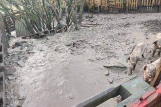 Several pigs standing in a large enclosure of thick grey mud, bordered by wooden pallet fencing and bare trees.
