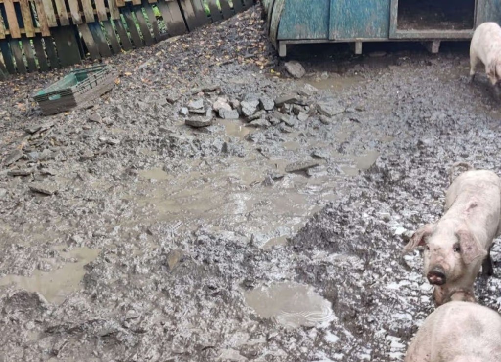 Two pigs standing in deep, waterlogged mud next to a metal animal shelter, with pallet fencing behind.