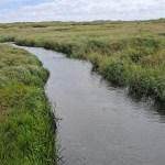 The River Kenfig winding between grassy banks and reedbeds at Kenfig National Nature Reserve, with dunes on the horizon