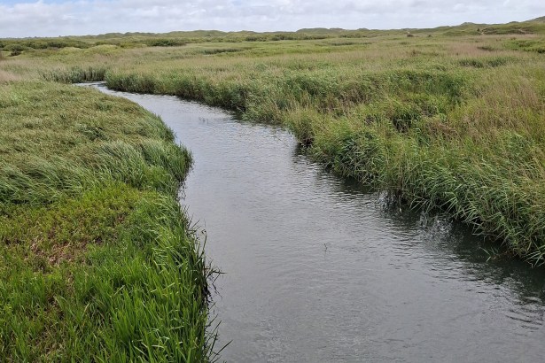 The River Kenfig winding between grassy banks and reedbeds at Kenfig National Nature Reserve, with dunes on the horizon