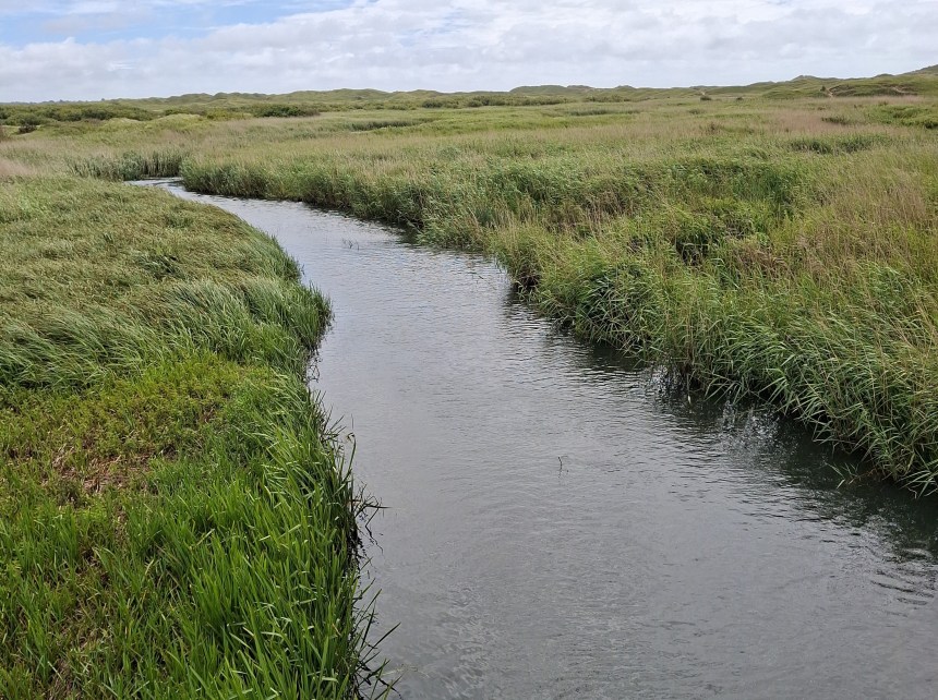 The River Kenfig winding between grassy banks and reedbeds at Kenfig National Nature Reserve, with dunes on the horizon