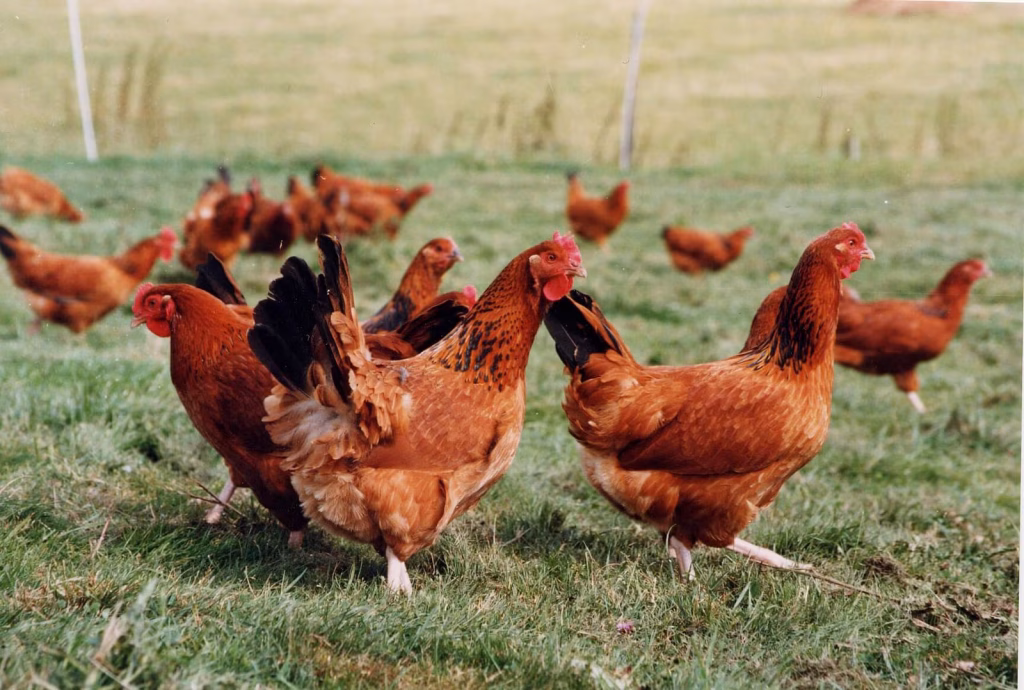 Free range hens
(Image: Compassion in Food Business)