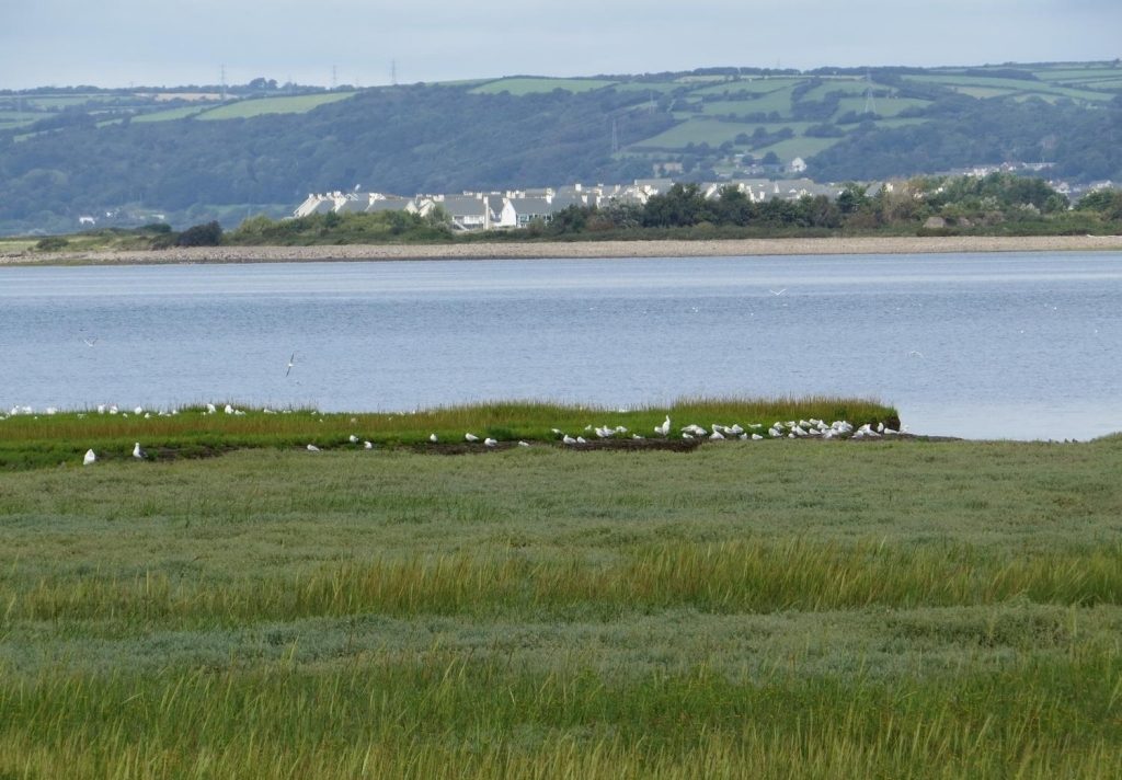 The Burry inlet, a large, biologically rich estuarine complex in South Wales that forms the tidal estuary of the River Loughor.