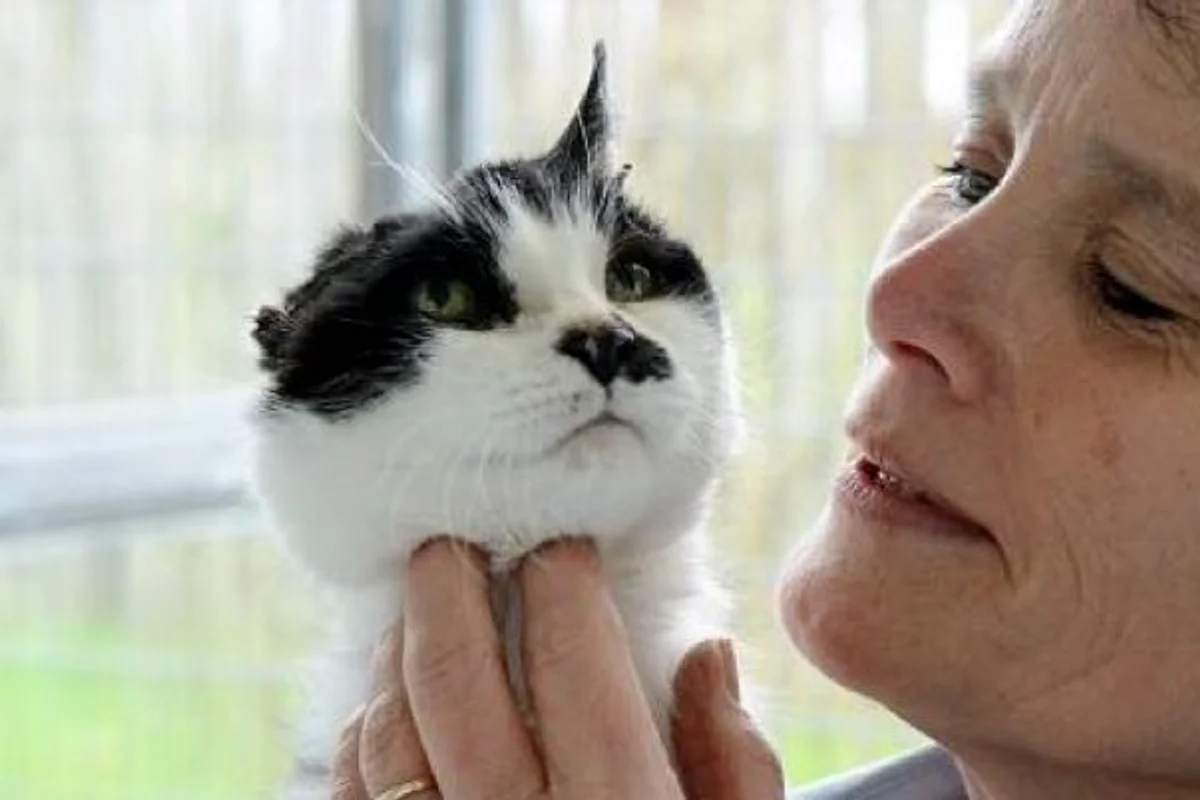 Carole Stevens holding a black and white cat up to her face at the Llys Nini animal centre
