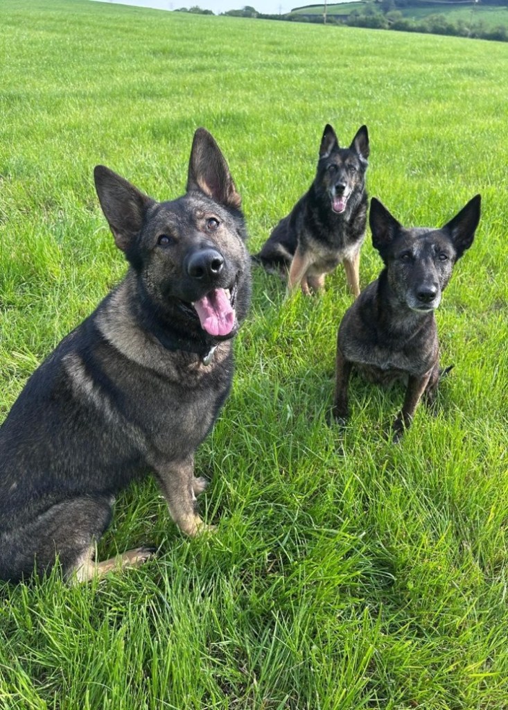 Three dark-coated police dogs sit in a green field, with Hera at the front looking at the camera.