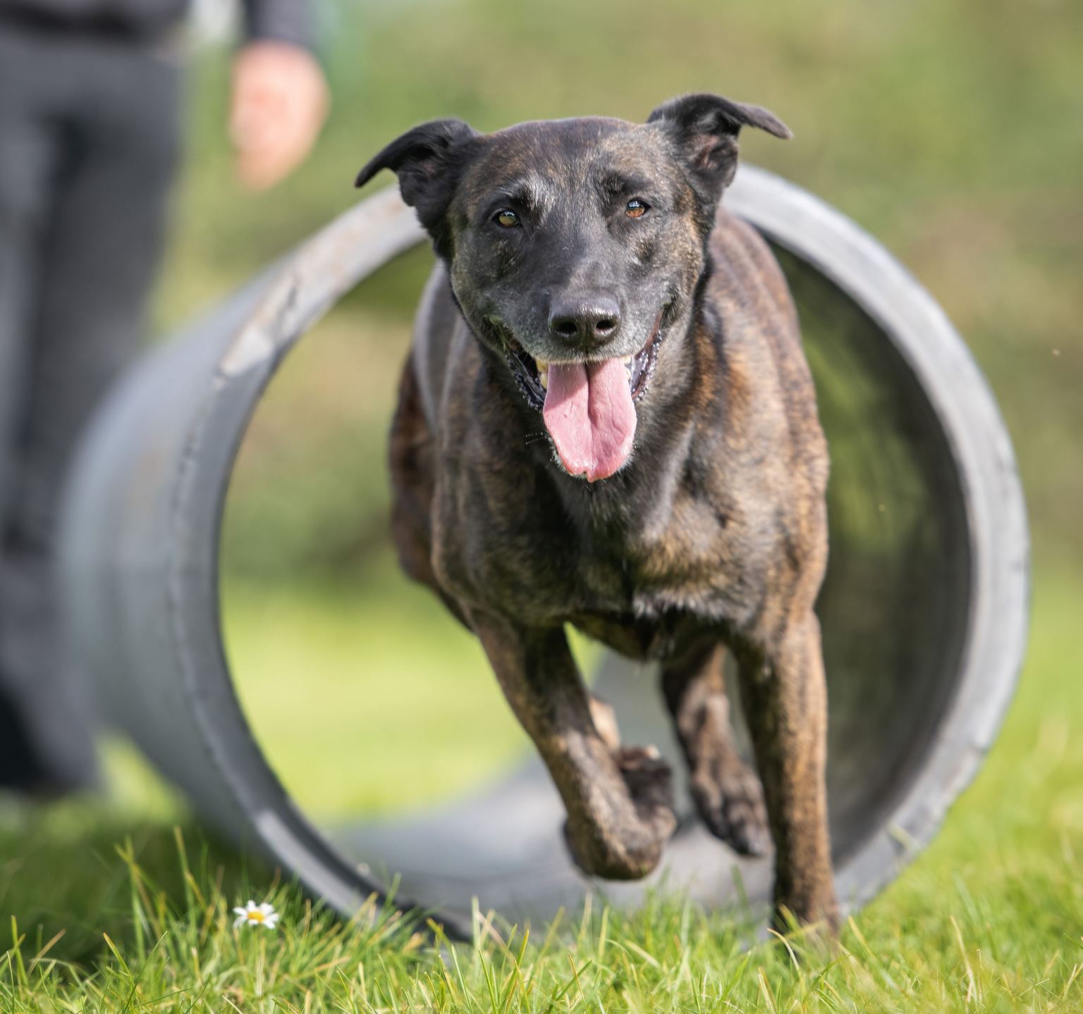 A brindle Dutch Herder police dog runs out of a training tunnel across grass, tongue out.