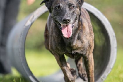 A brindle Dutch Herder police dog runs out of a training tunnel across grass, tongue out.