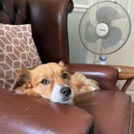 A small ginger and white dog resting on a leather armchair beside an electric fan.