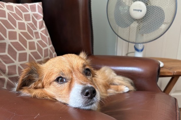 A small ginger and white dog resting on a leather armchair beside an electric fan.