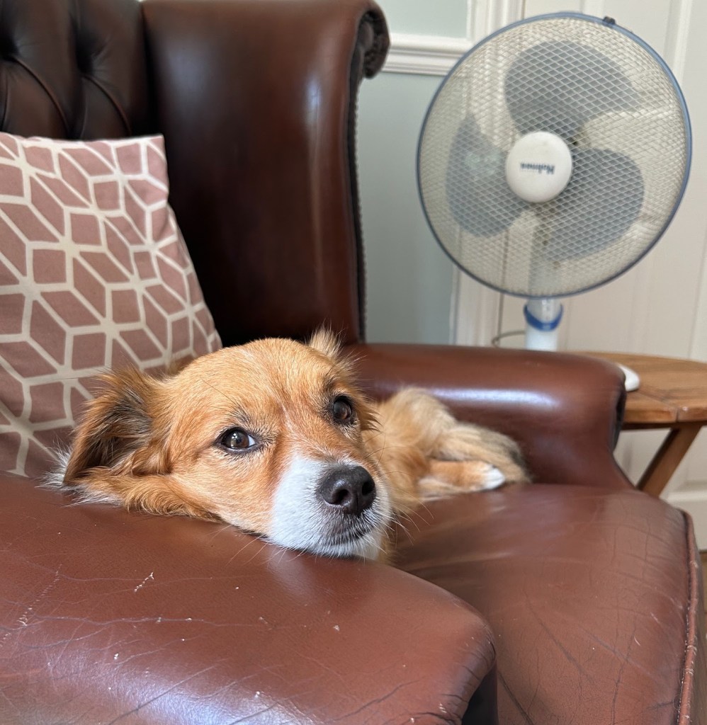 A small ginger and white dog resting on a leather armchair beside an electric fan.