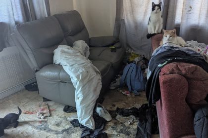 Two cats sitting on the arm of a sofa in a rubbish-strewn living room, with a black kitten on the dirty bare floor nearby
