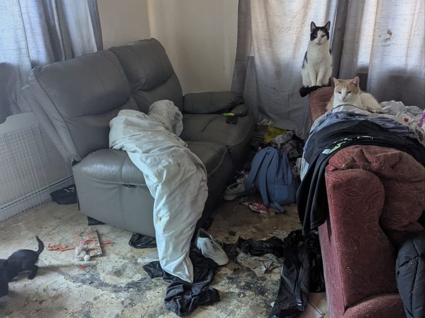 Two cats sitting on the arm of a sofa in a rubbish-strewn living room, with a black kitten on the dirty bare floor nearby