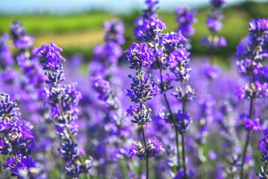 Close-up of purple lavender stems in bloom in a field at Rhossili