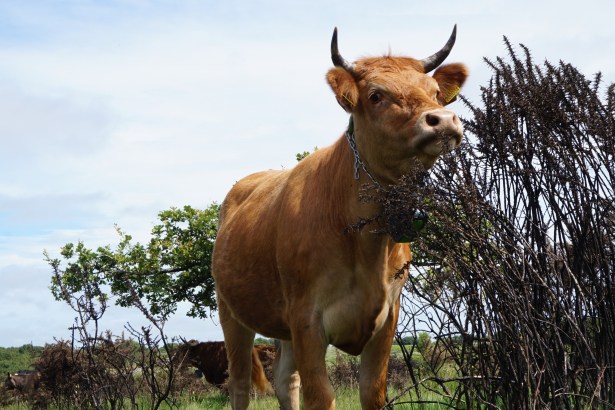 A horned brown cow wearing a tracking collar stands beside burnt, blackened gorse on the Gower Commons