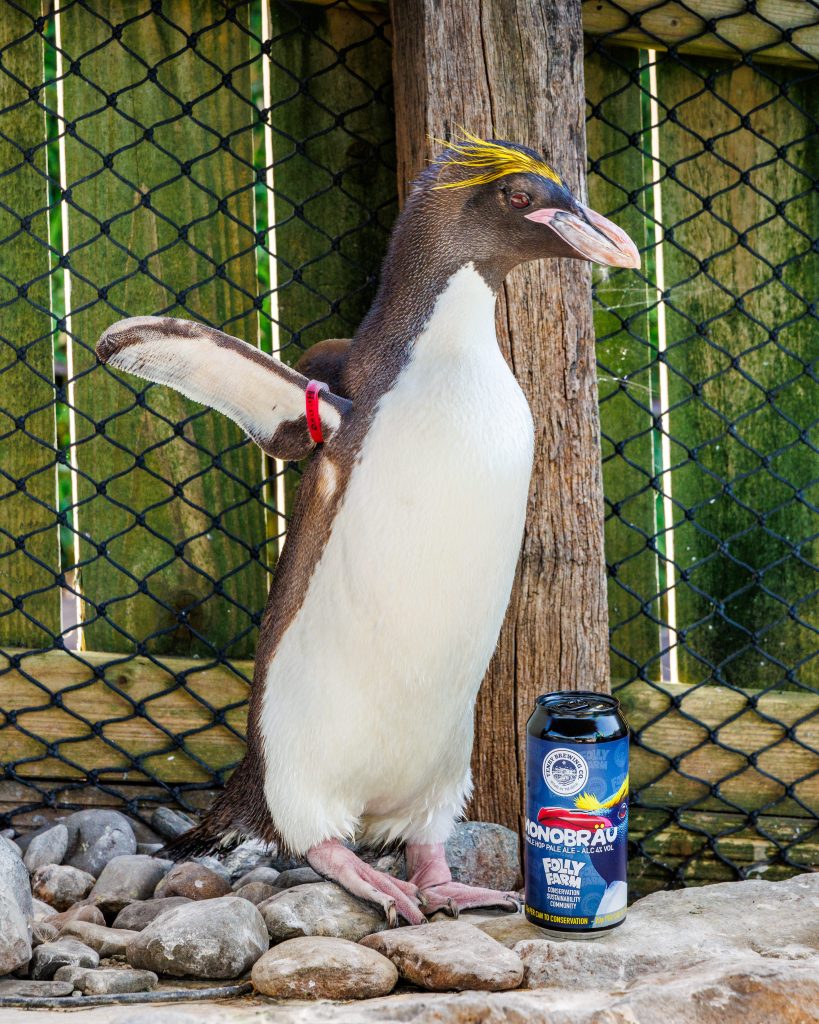 A Macaroni penguin with yellow crest feathers standing beside a can of MonoBräu