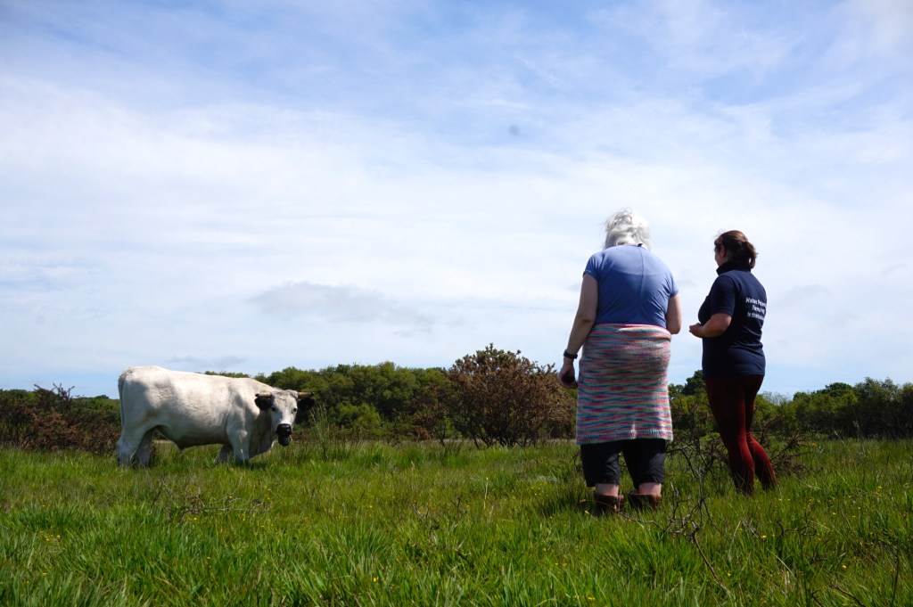 Two women stand in long grass on the Gower Commons looking towards a white steer with horns