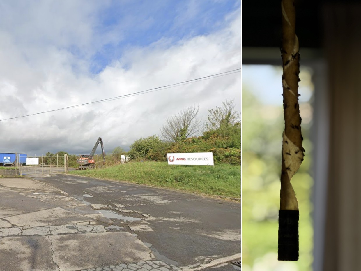 Split image showing the entrance to the AMG Resources site in Llanelli with its sign visible, alongside a fly paper covered in flies hanging at a home