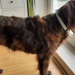 Cora, a black and white collie cross German shepherd, looking healthy with a full coat