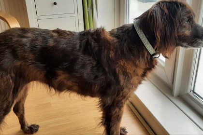 Cora, a black and white collie cross German shepherd, looking healthy with a full coat