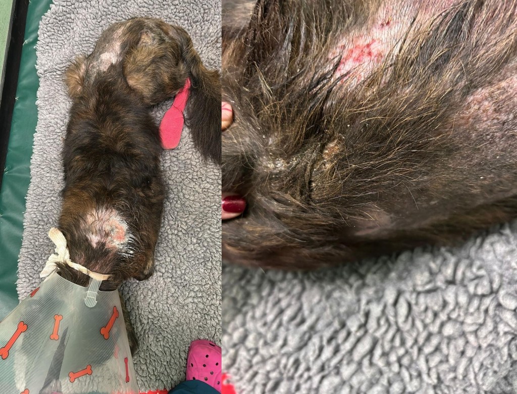 Two photos of Cora the dog showing hair loss and irritated skin across her back before treatment