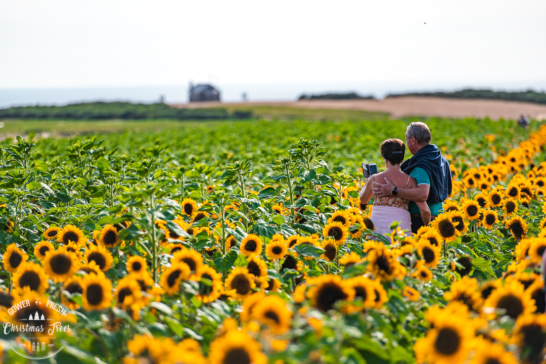 A couple stand together among sunflowers at Rhossili, with the headland in the distance behind them