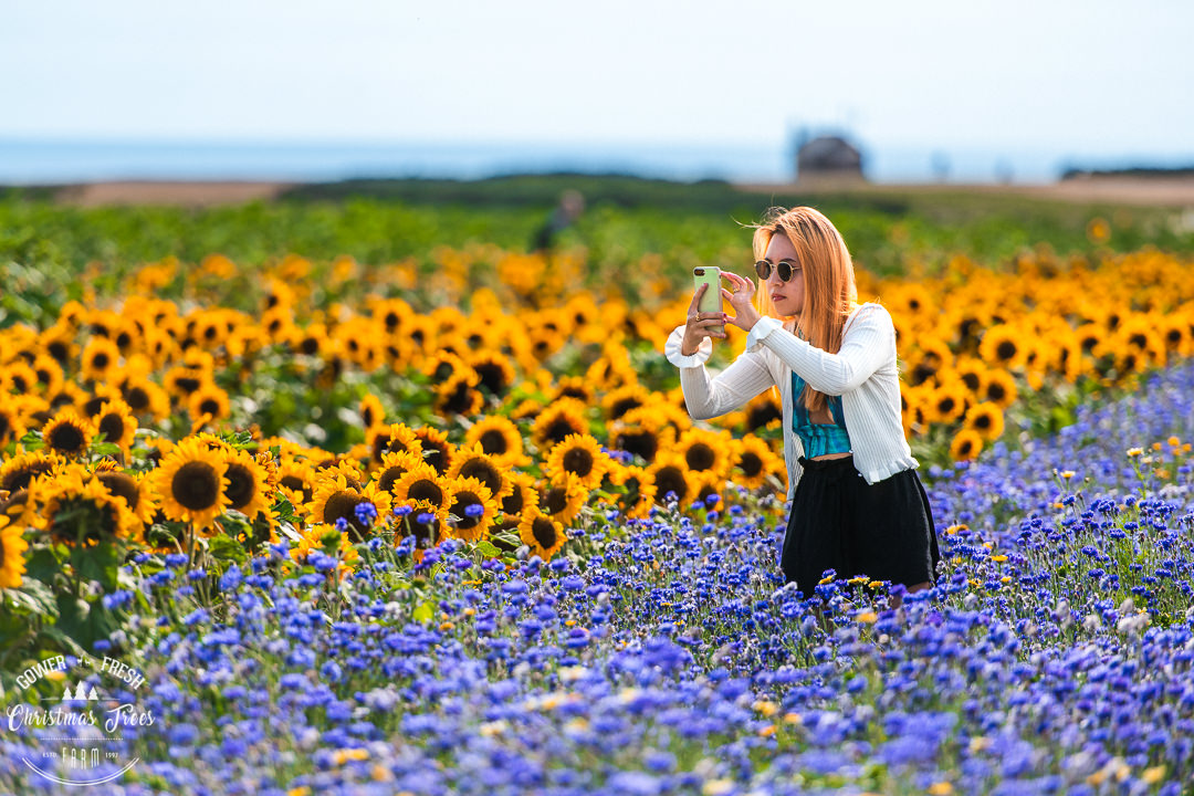 A woman photographs sunflowers on her phone while standing among blue cornflowers at the Rhossili fields