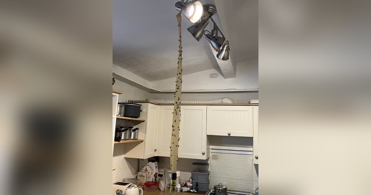 A long sticky fly-paper strip covered in dozens of trapped flies, hanging from a kitchen ceiling light down to the worktop
